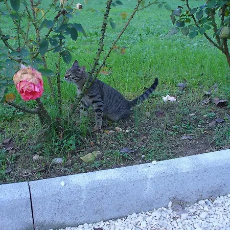 Frühstückspension Da Manu E Michi *